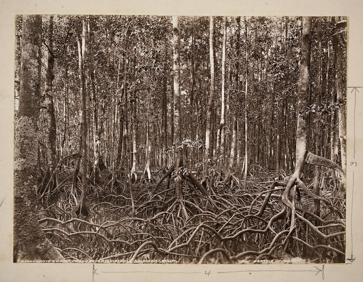 Ein Mangrovensumpf, Pachu River, Choiseul, Solomon-Gruppe von John Beattie