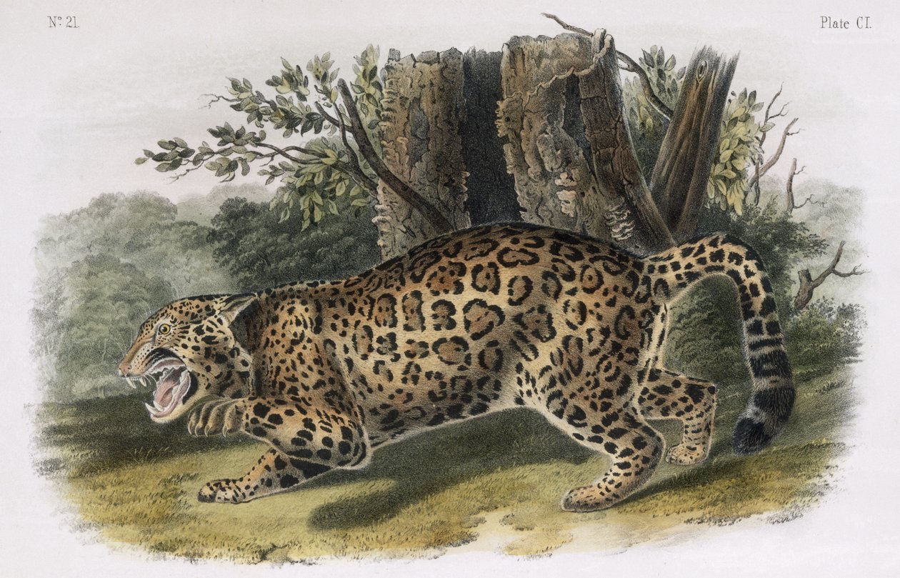 Der Jaguar, Tafel 101 aus 