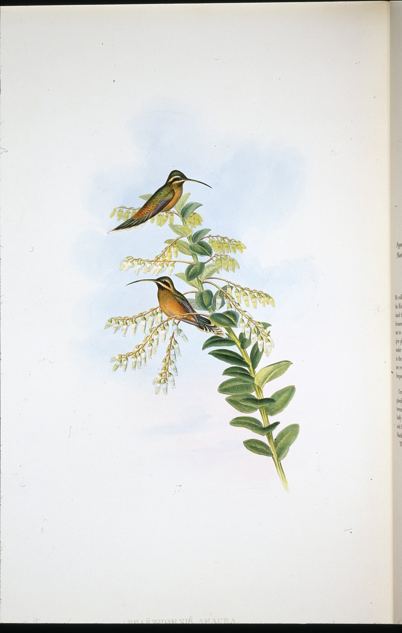 Amaura-Einsiedler (Phaethornis Amaura) von John (after) Gould