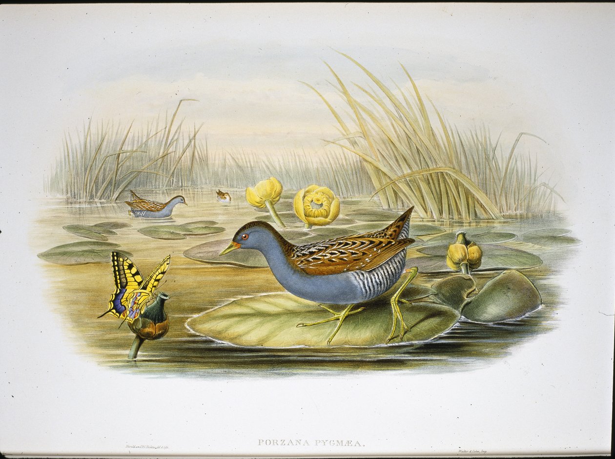 Zwergsumpfhuhn (Porzana Pygmaea) von John (after) Gould