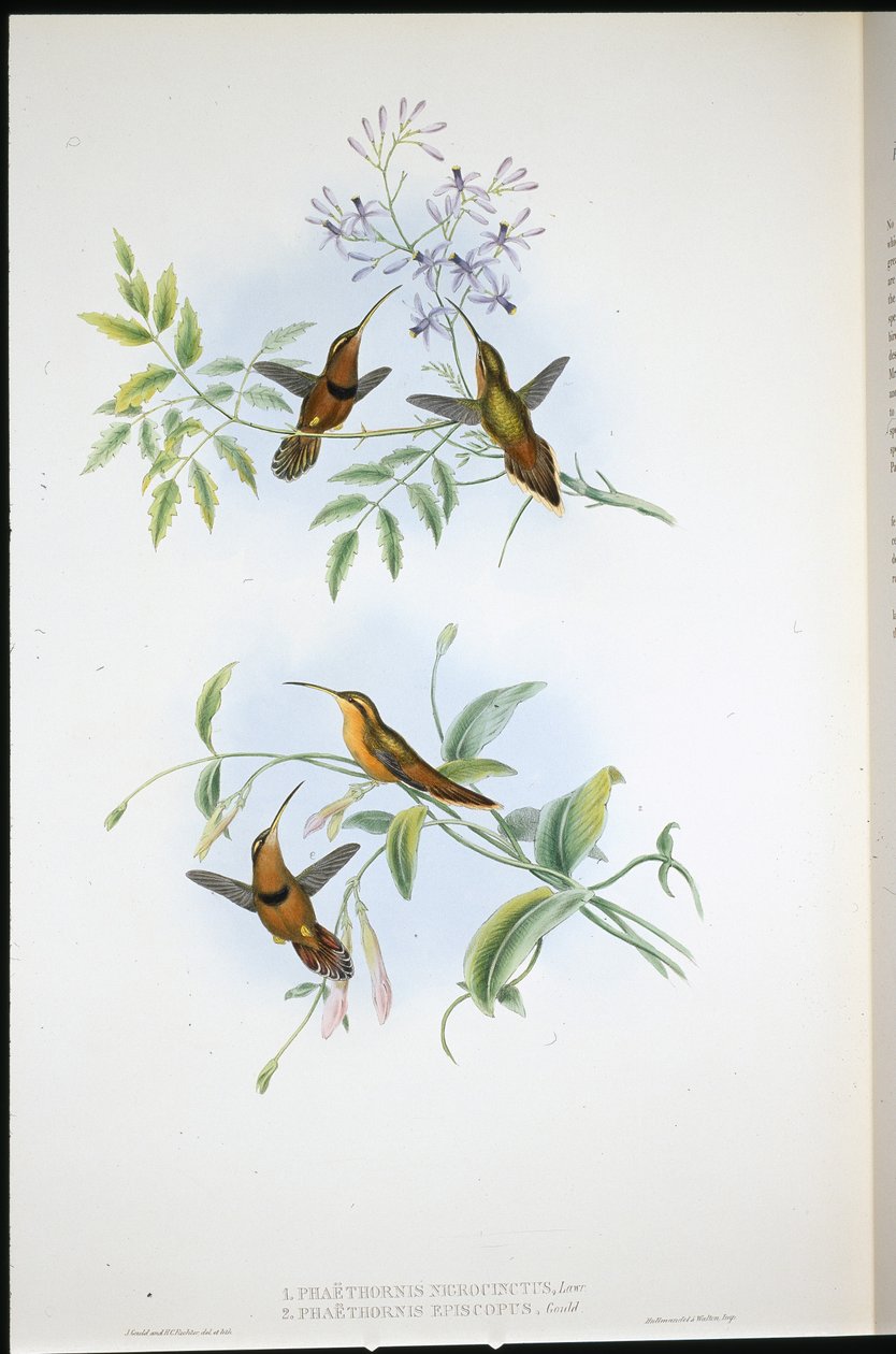 Gürtel-Einsiedler (Phaethornis Nigrocinctus) und Bischofseinsiedler (Phaethornis Episcopus) von John (after) Gould
