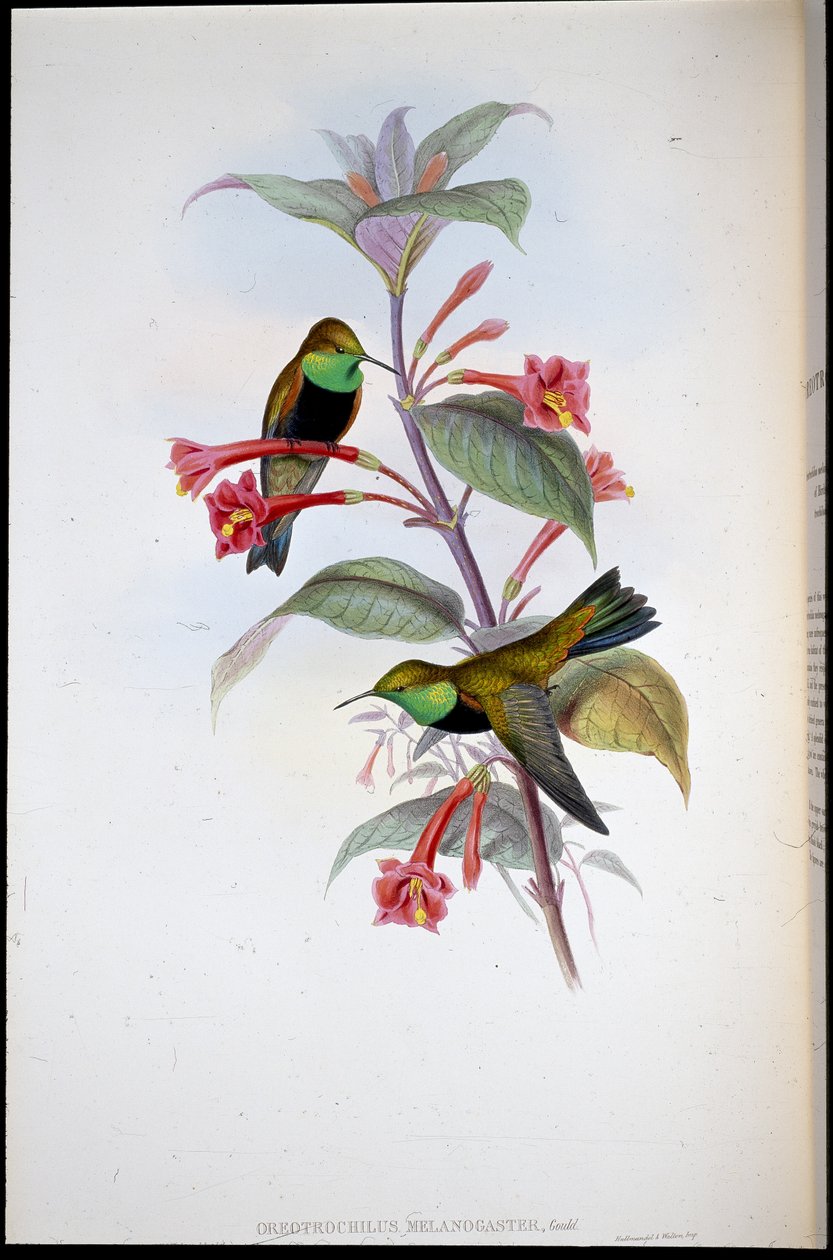 Schwarzbrust-Bergstern (Oreotrochilus Melanogaster) von John (after) Gould