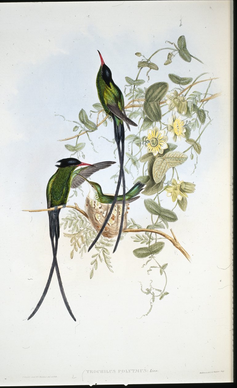 Schwarzgekrönter Kolibri (Trochilus polytmus) von John (after) Gould