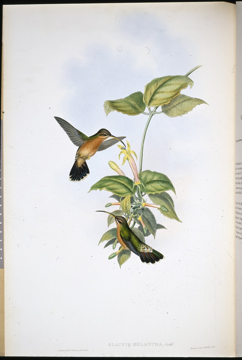 Schwarzschwanz-Einsiedler von John (after) Gould