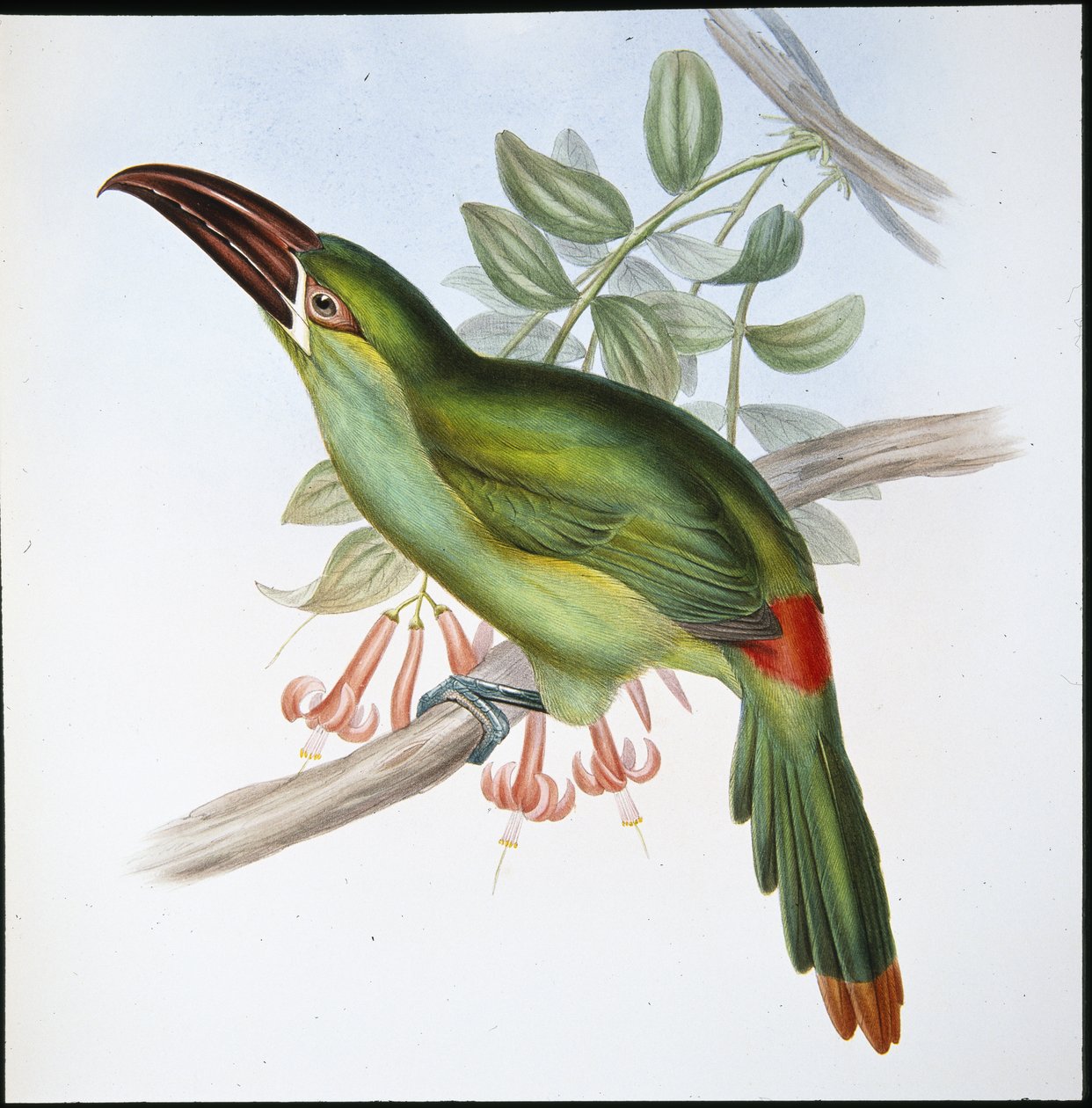 Blutbürzel-Tukan von John (after) Gould