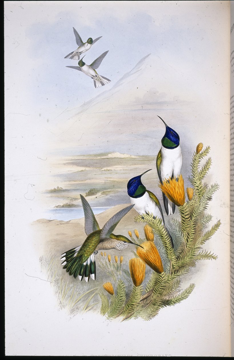 Chimobrazianischer Bergstern von John (after) Gould