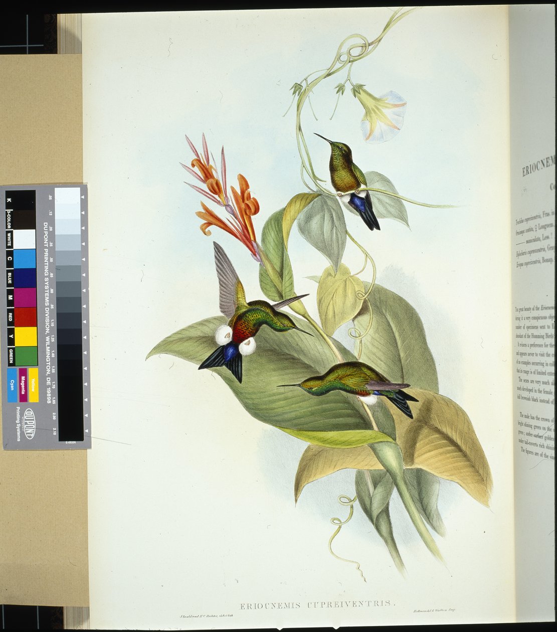 Kupferbauch-Puffbein (eriocnemis cupreiventris) von John (after) Gould