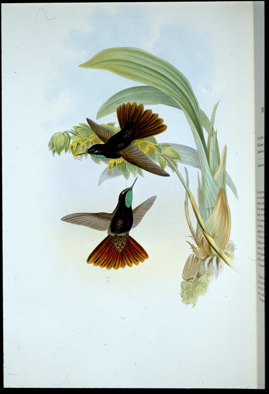 Kupferschwanz (Metallura Cupreicauda) von John (after) Gould