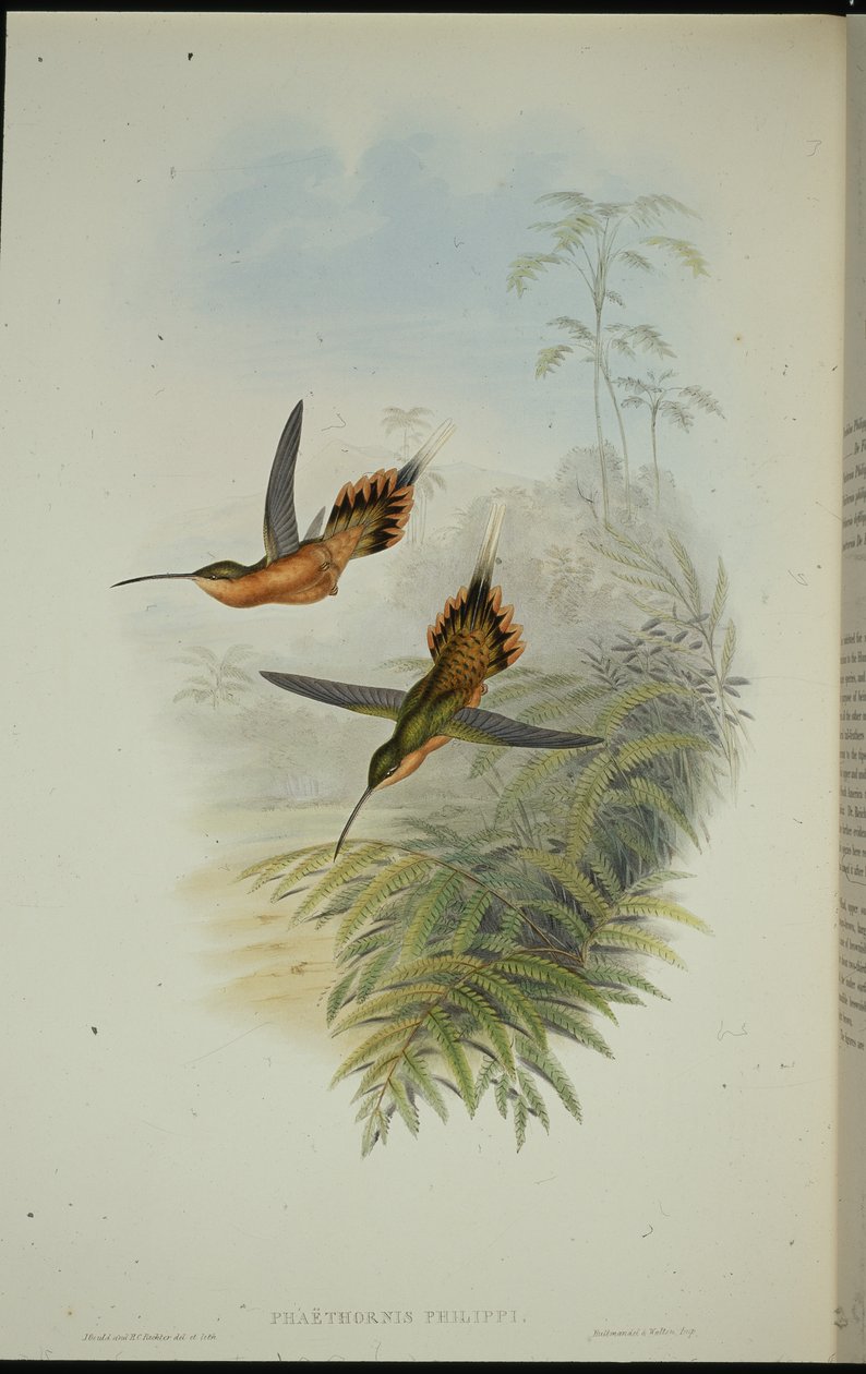 De Fillipis Einsiedler (Phaethornis Philippi) von John (after) Gould