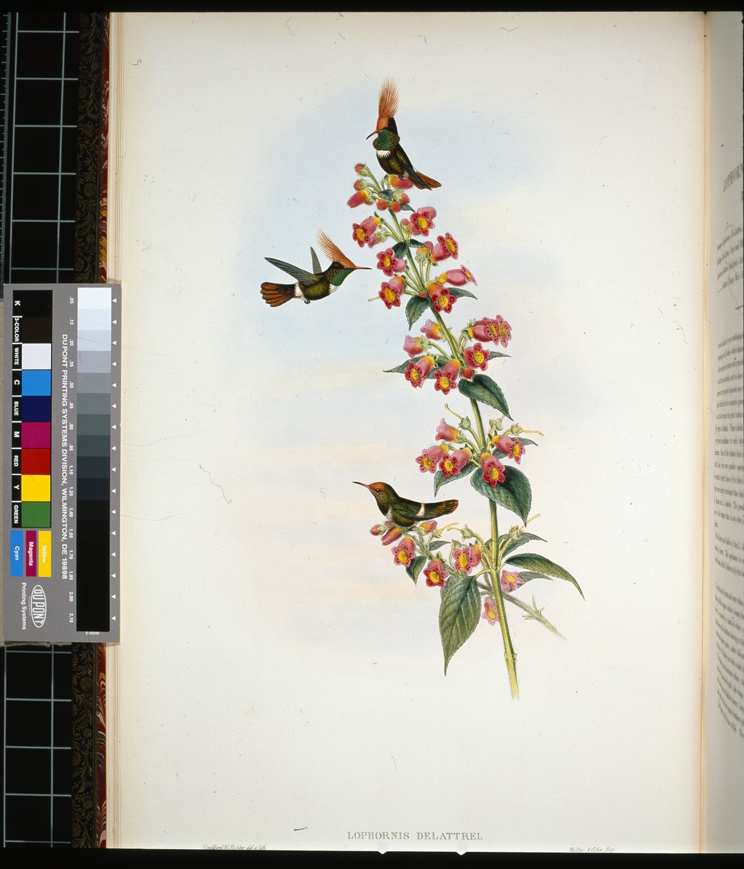De Lattres Coquette (Lophornis Delattrei) von John (after) Gould