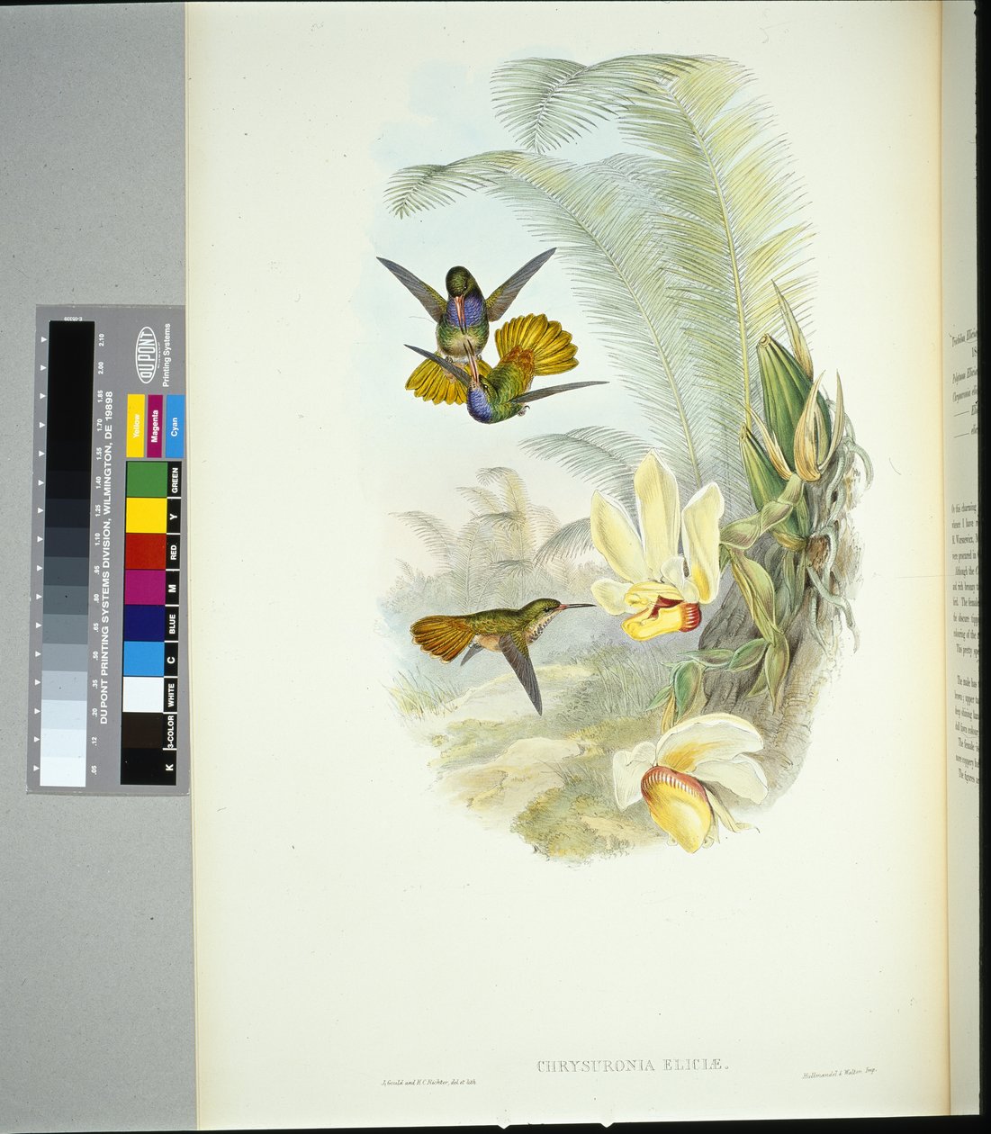 Elicias Goldschwanz (Chrysuronia Eliciae) von John (after) Gould