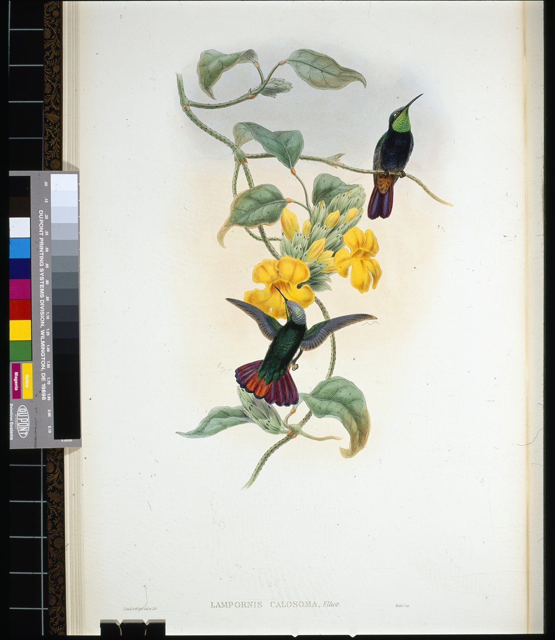 Elliots Topas (Lampornis calosoma) von John (after) Gould