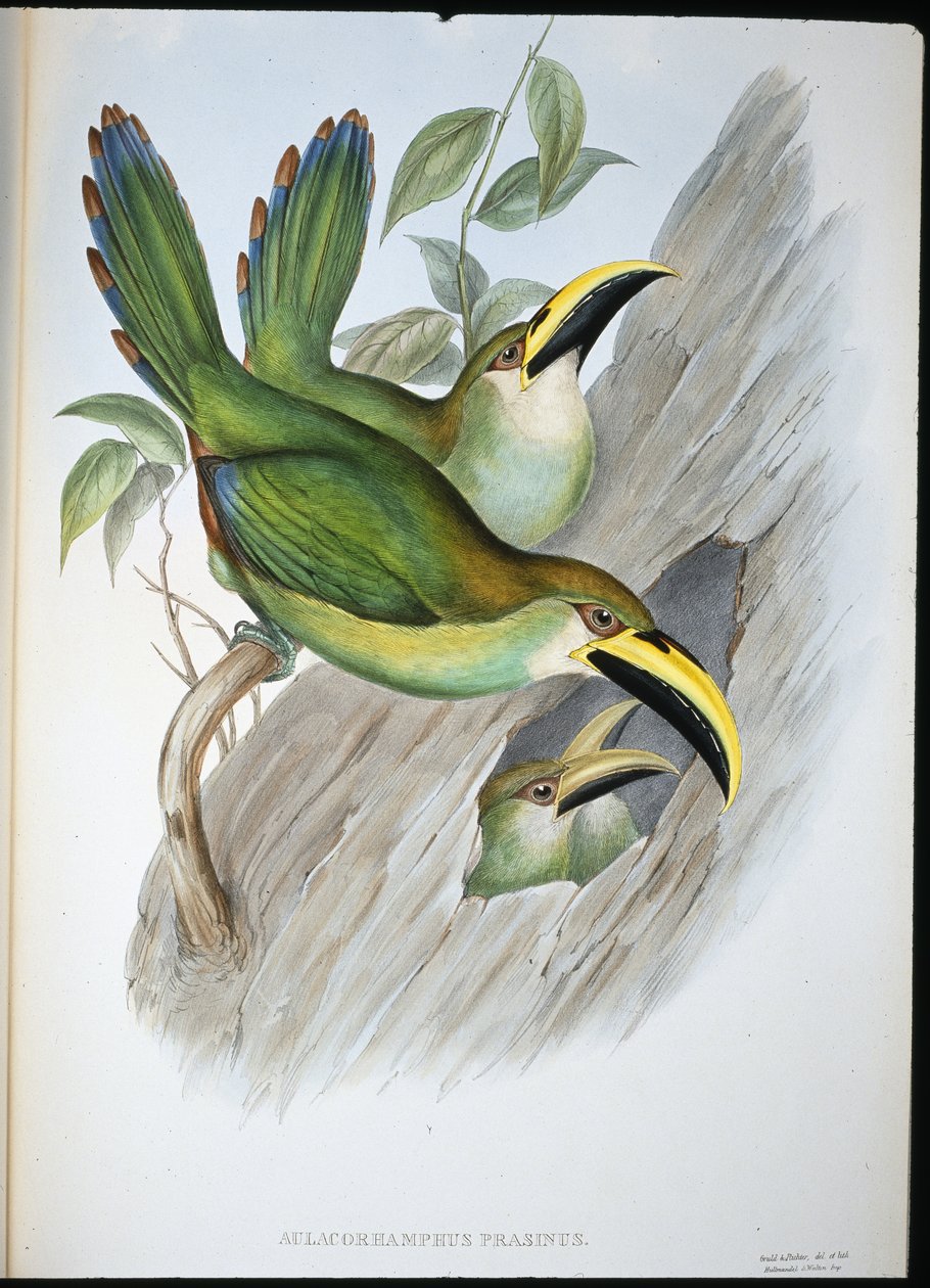 Goldgrüner Rillenschnabel-Tukan (Aulacoramphus Prasinus) von John (after) Gould