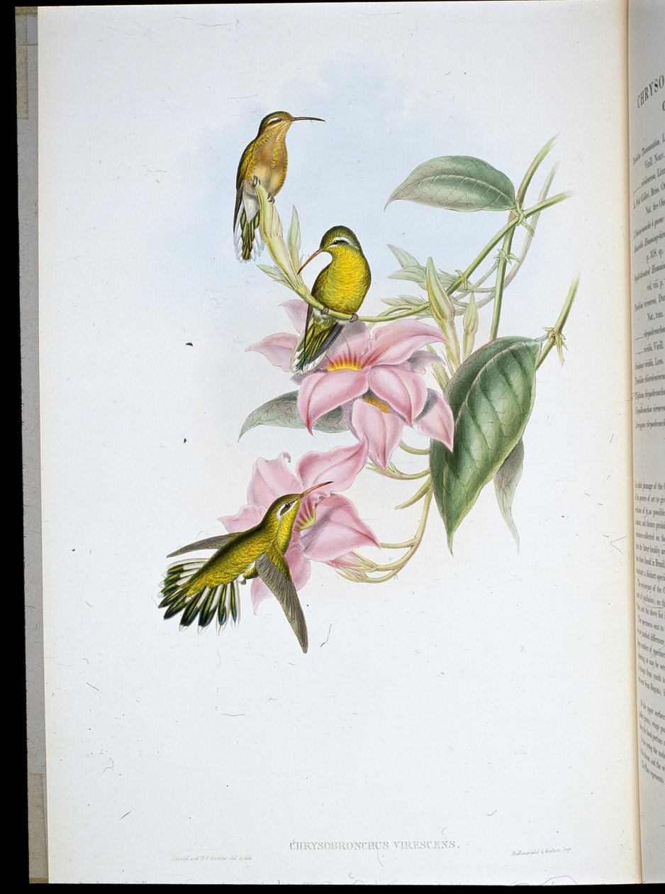 Goldkehl-Kolibri (Chrysobronchus Viriscens) von John (after) Gould