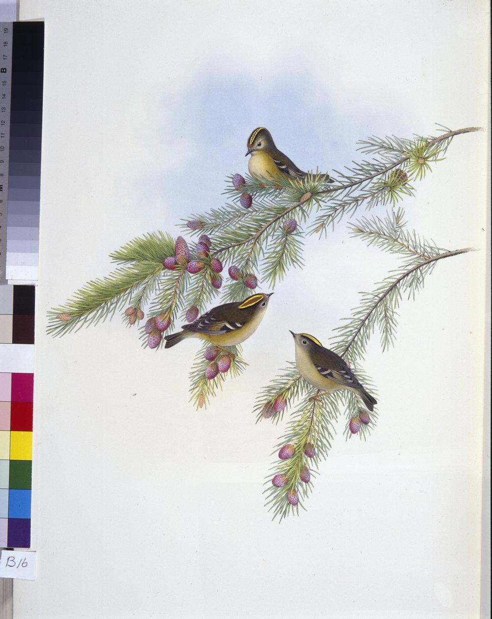 Goldhähnchen (Regulus Cristatus) von John (after) Gould