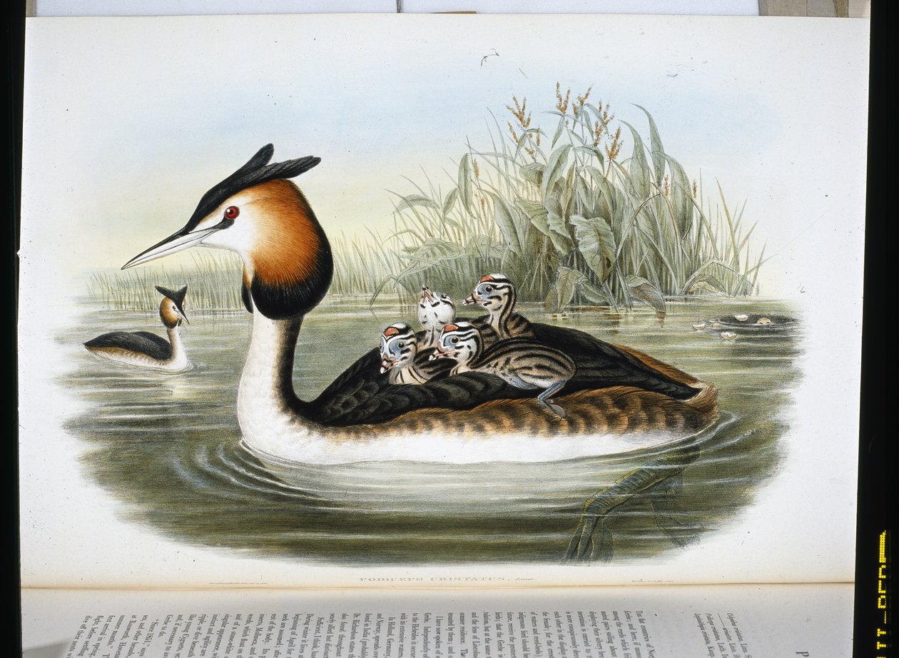 Haubentaucher (Podiceps Cristatus) von John (after) Gould