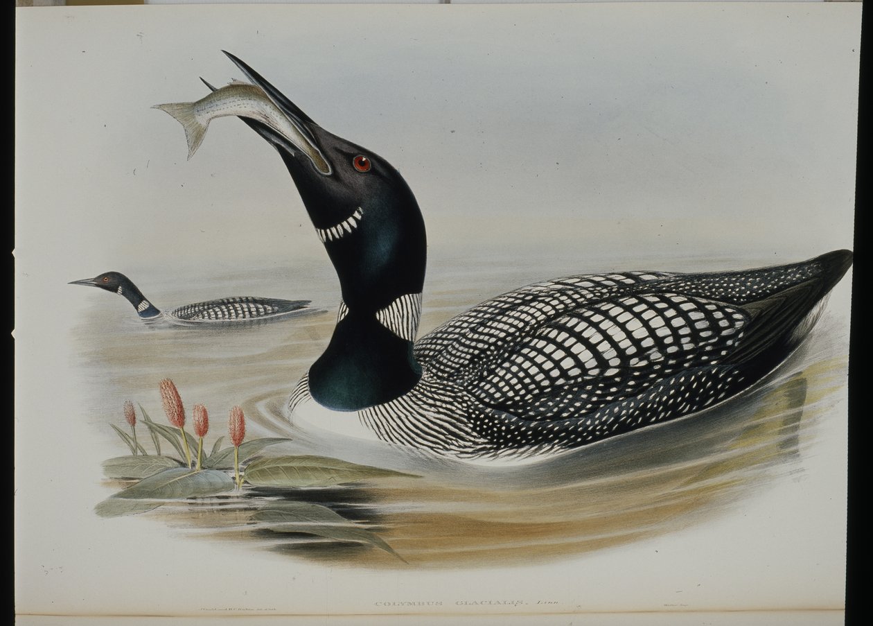 Eistaucher von John (after) Gould