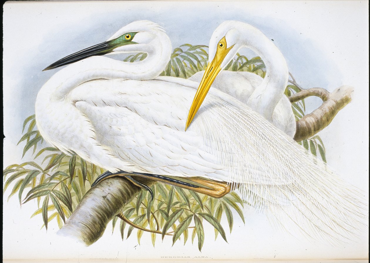Großer Weißer Reiher (Herodias Alba) von John (after) Gould