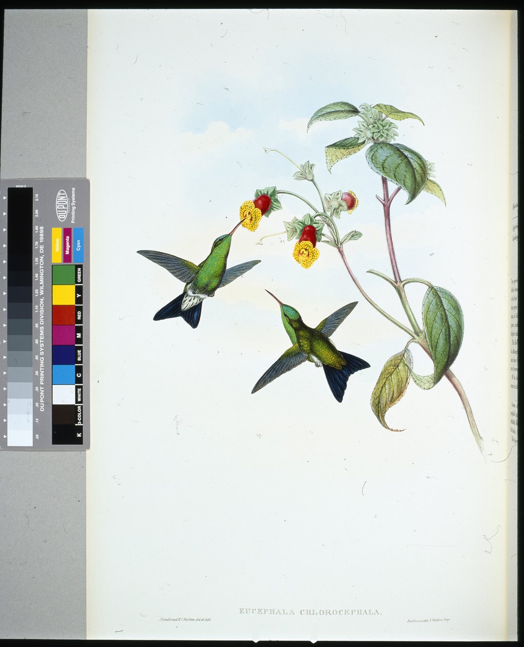 Grünköpfiger Saphir (Eucephala chlorocephela) von John (after) Gould