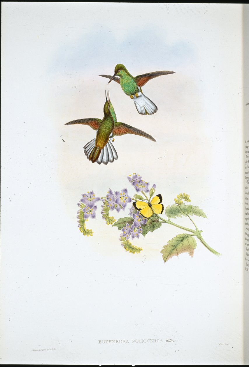 Grauer Streifenschwanz von John (after) Gould