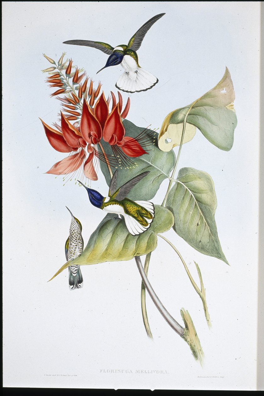 Jakobin (Florisuga Mellivora) von John (after) Gould