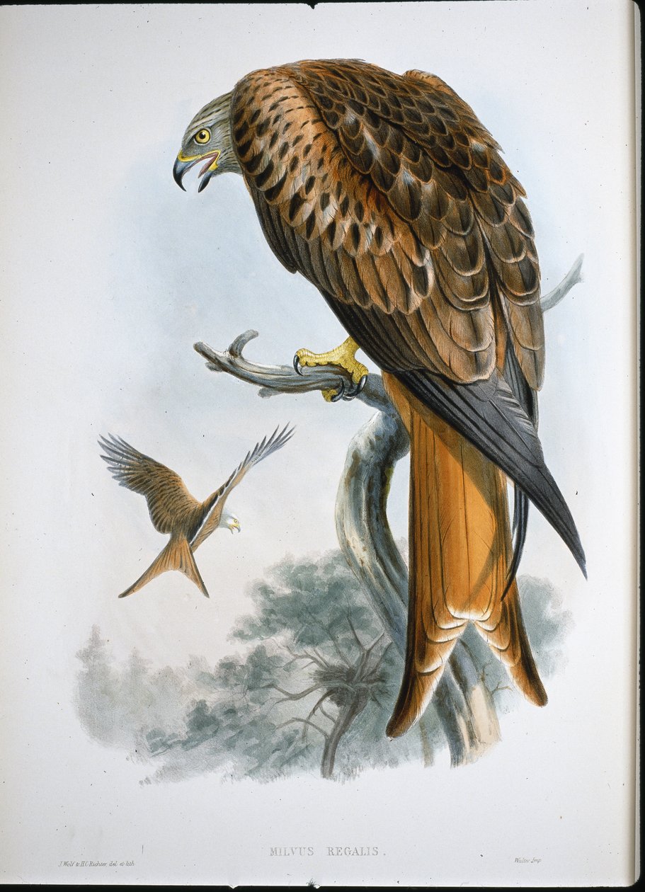 Rotmilan (Milvus Regalis) von John (after) Gould