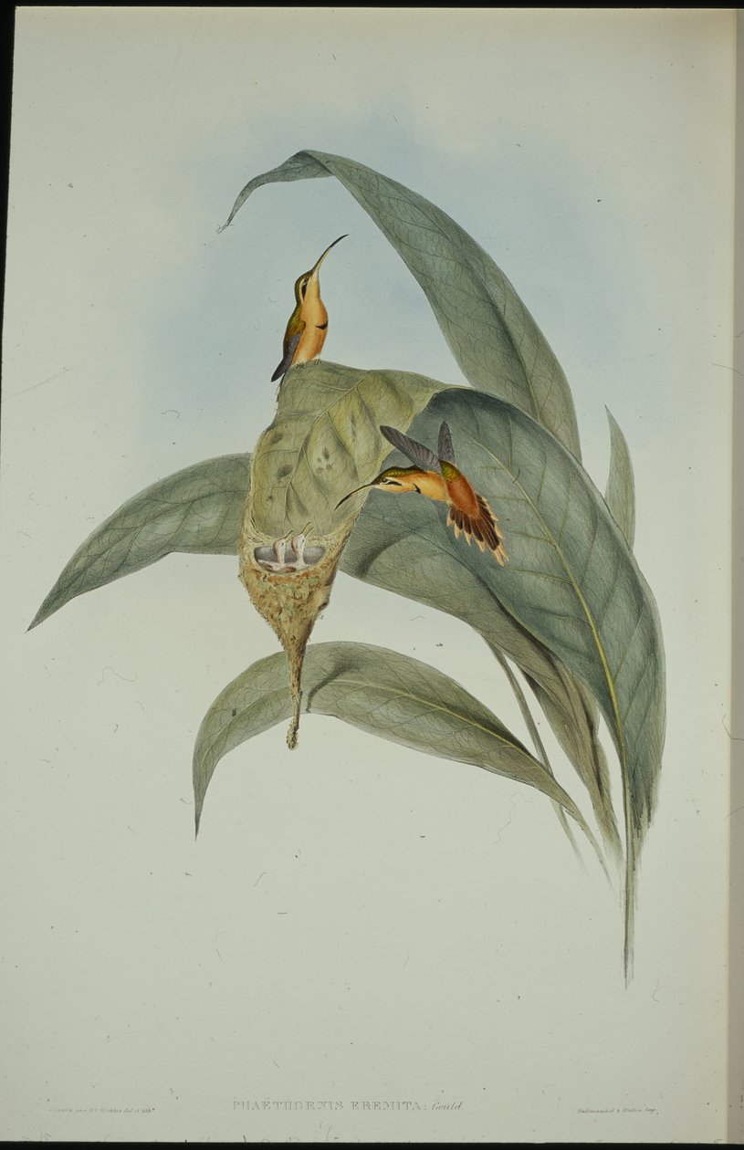 Kleiner Hermelin von John (after) Gould