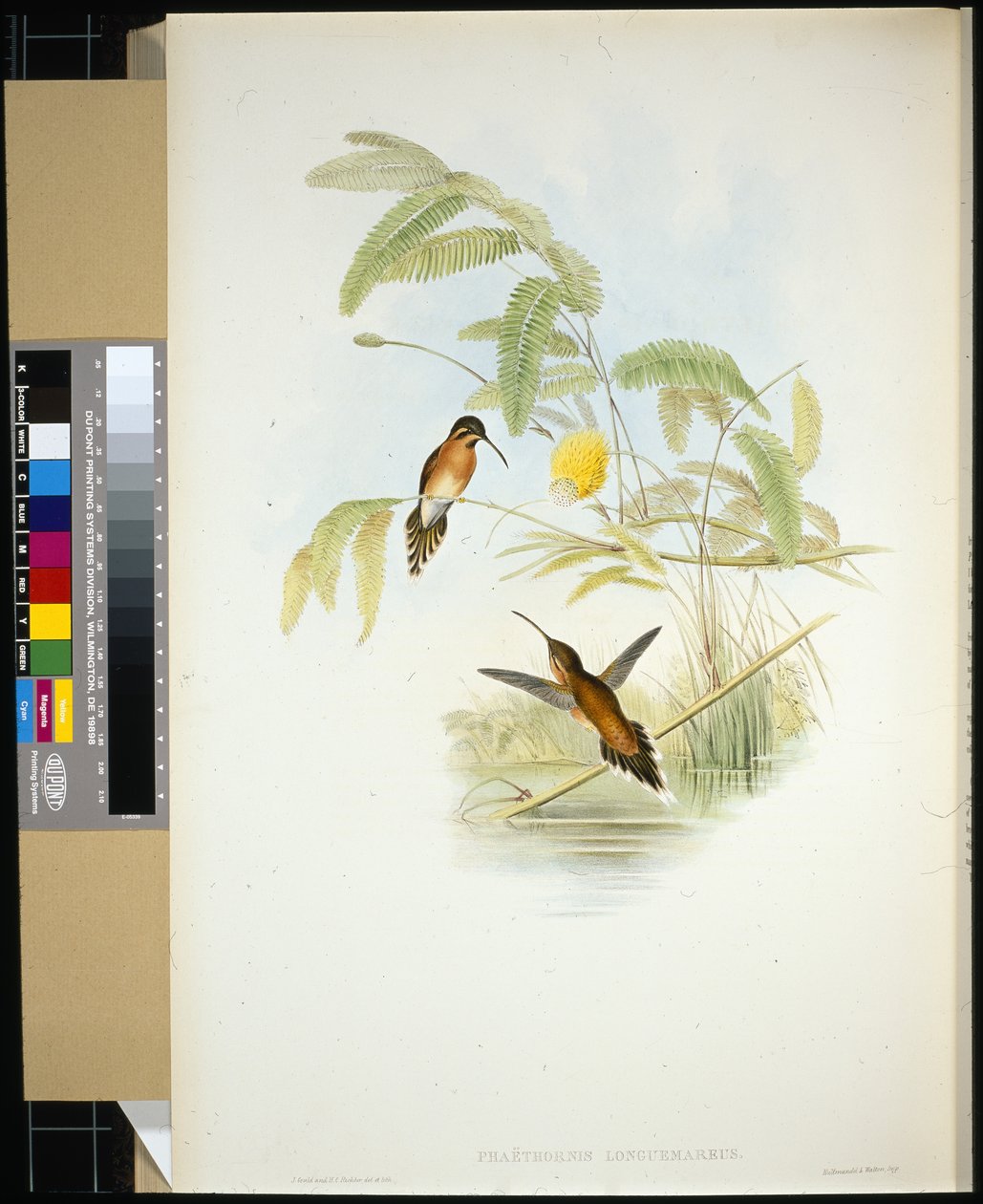 Longuemare-Einsiedler (Phaethornis Longuemareus) von John (after) Gould