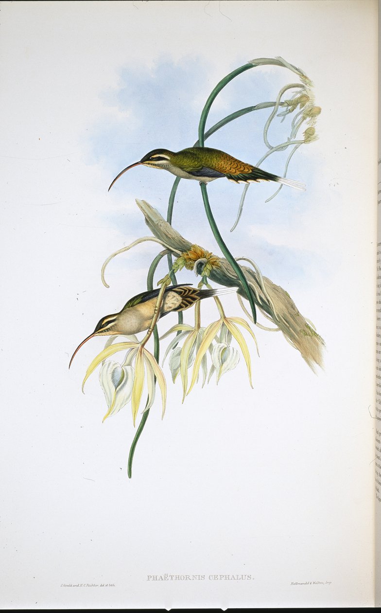 Mexikanischer Einsiedler (Phaethornis Cephalus) von John (after) Gould
