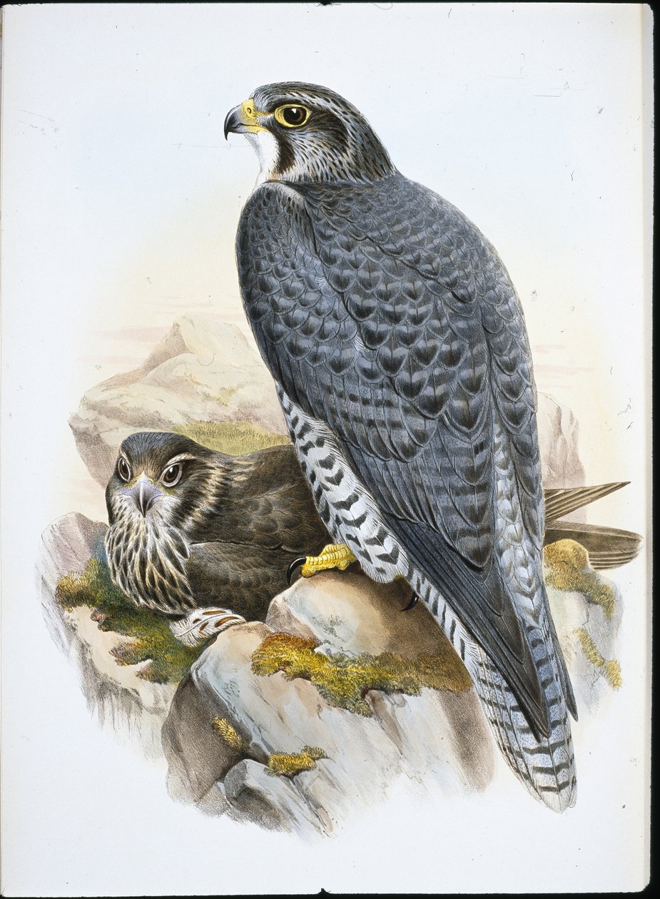 Norwegischer oder Gerfalke (Falco Gyrfalco) von John (after) Gould