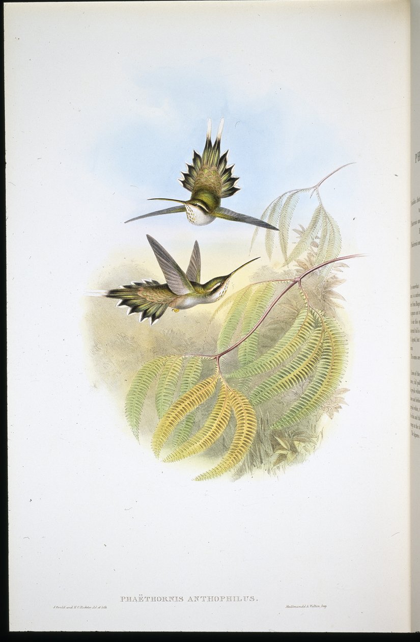 Blasser Einsiedler (Phaethornis Anthophilis) von John (after) Gould