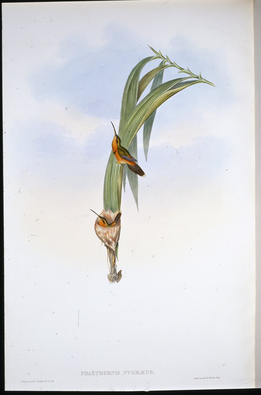 Zwerg-Einsiedler (Phaethornis Pygmaeus) von John (after) Gould