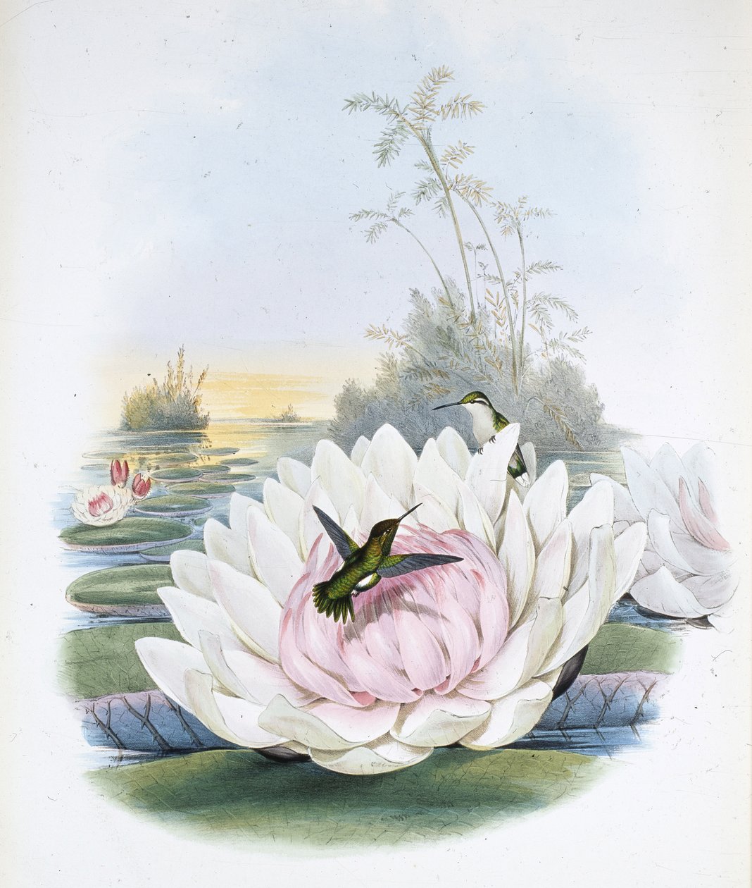 Poortmans Smaragd (chlorostilbon Poortmanni) von John (after) Gould