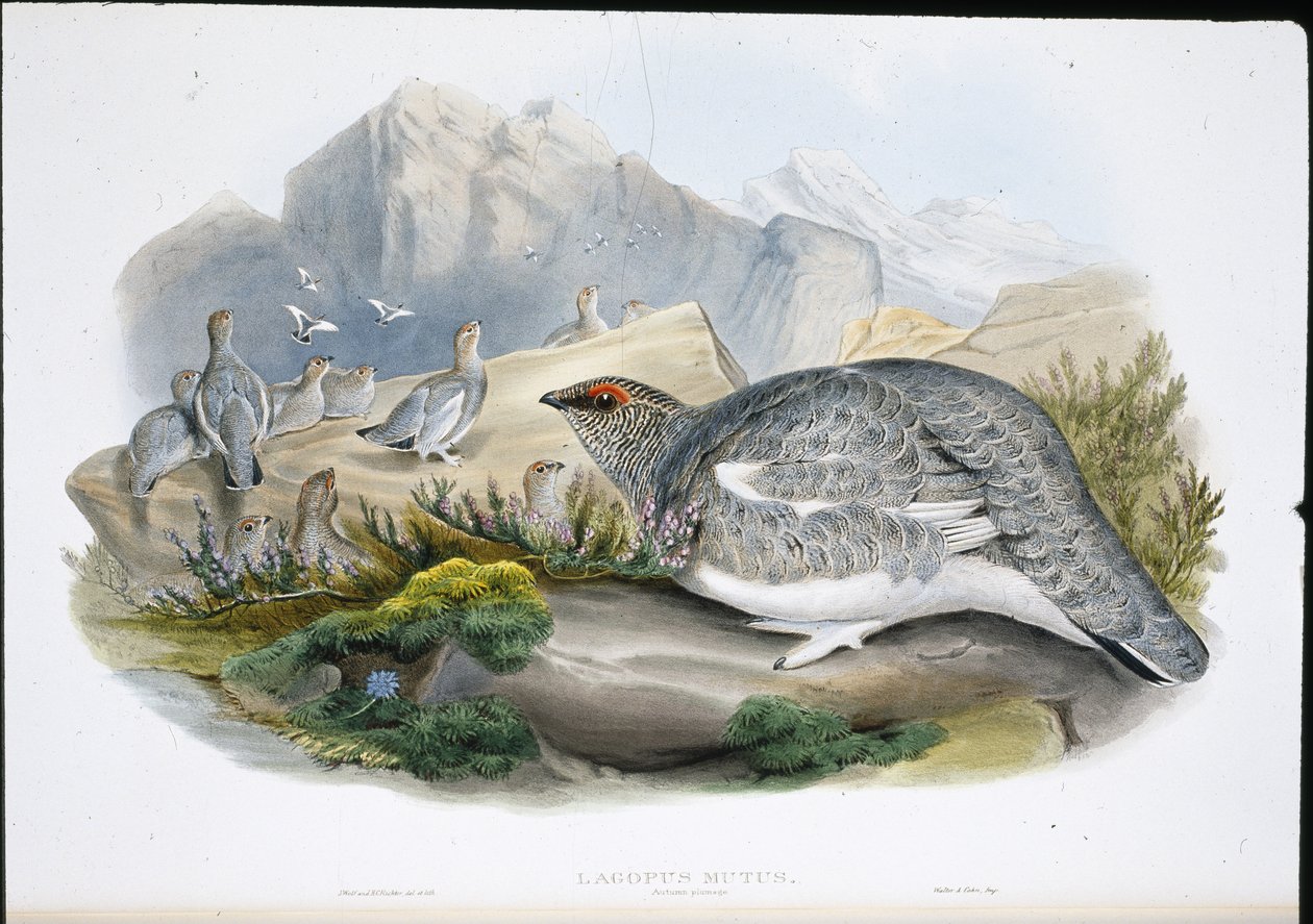 Schneehuhn (Herbstgefieder) von John (after) Gould