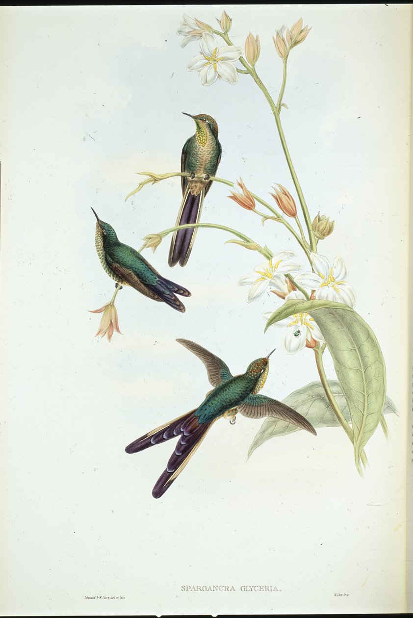 Purpurschwanz-Kolibri (Sparganura Glyceria) von John (after) Gould