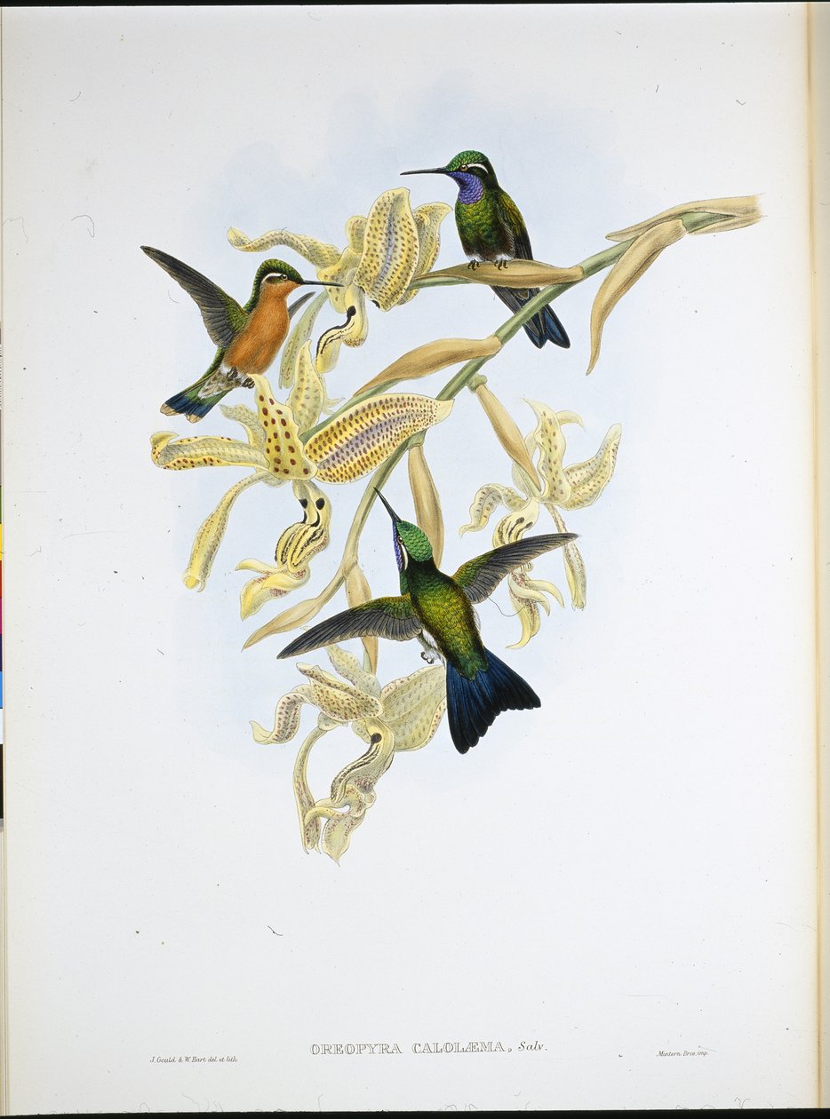 Purpurkehlkolibri von John (after) Gould