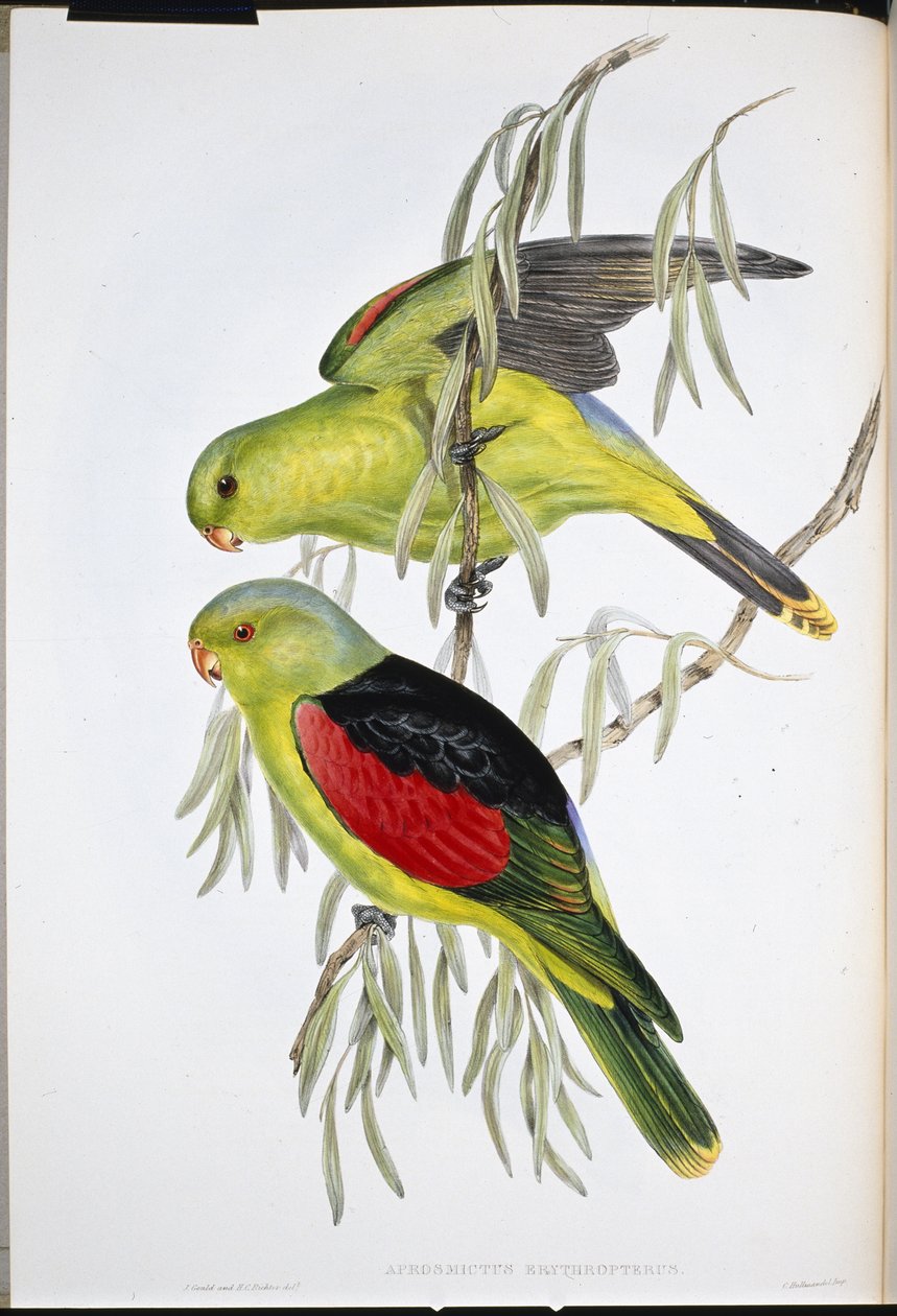 Rotflügel-Lori (Aprosmictus Erythropterus) von John (after) Gould