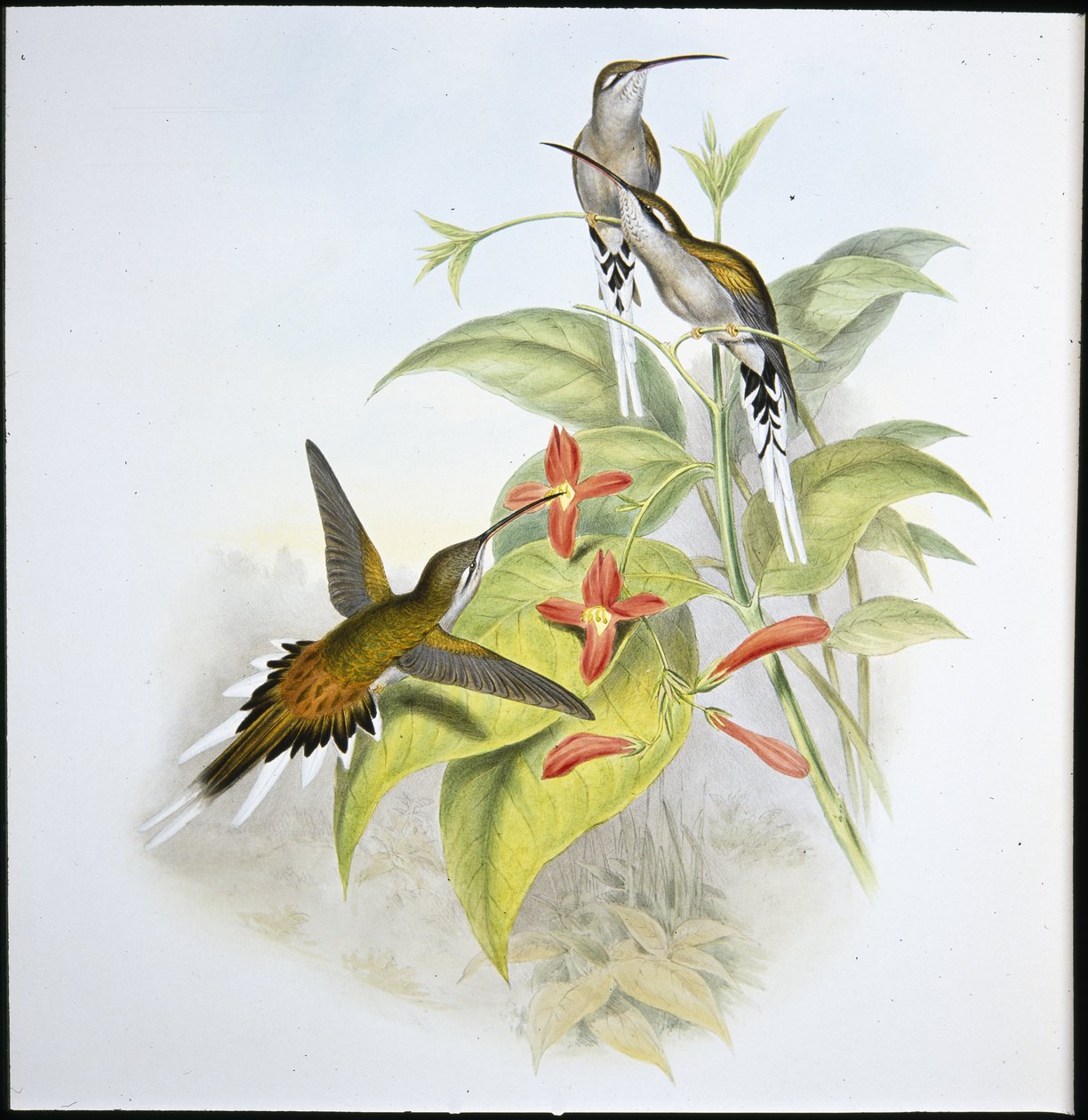 Salles Einsiedler (Phaethornis Augusti) von John (after) Gould