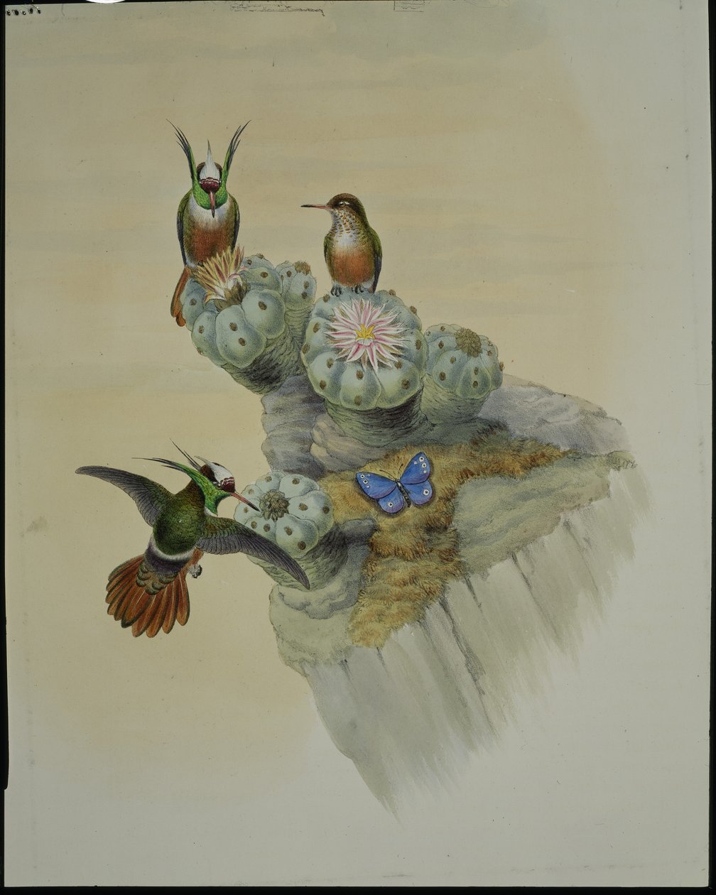 Salvins Coquette (Lophornis Adorabilis) von John (after) Gould
