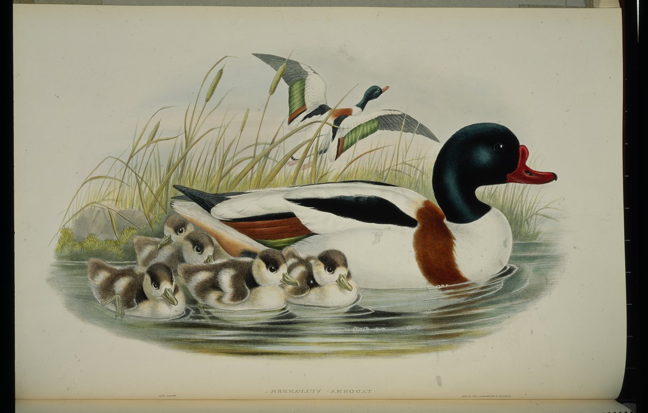 Brandgans (Tadorna Vulpanser) von John (after) Gould