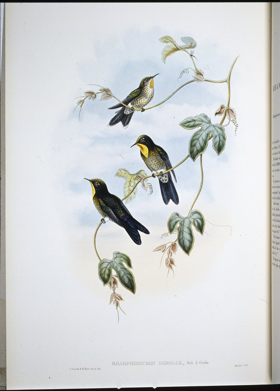 Simons Dornschwanz (Ramphomicron Dorsale) von John (after) Gould