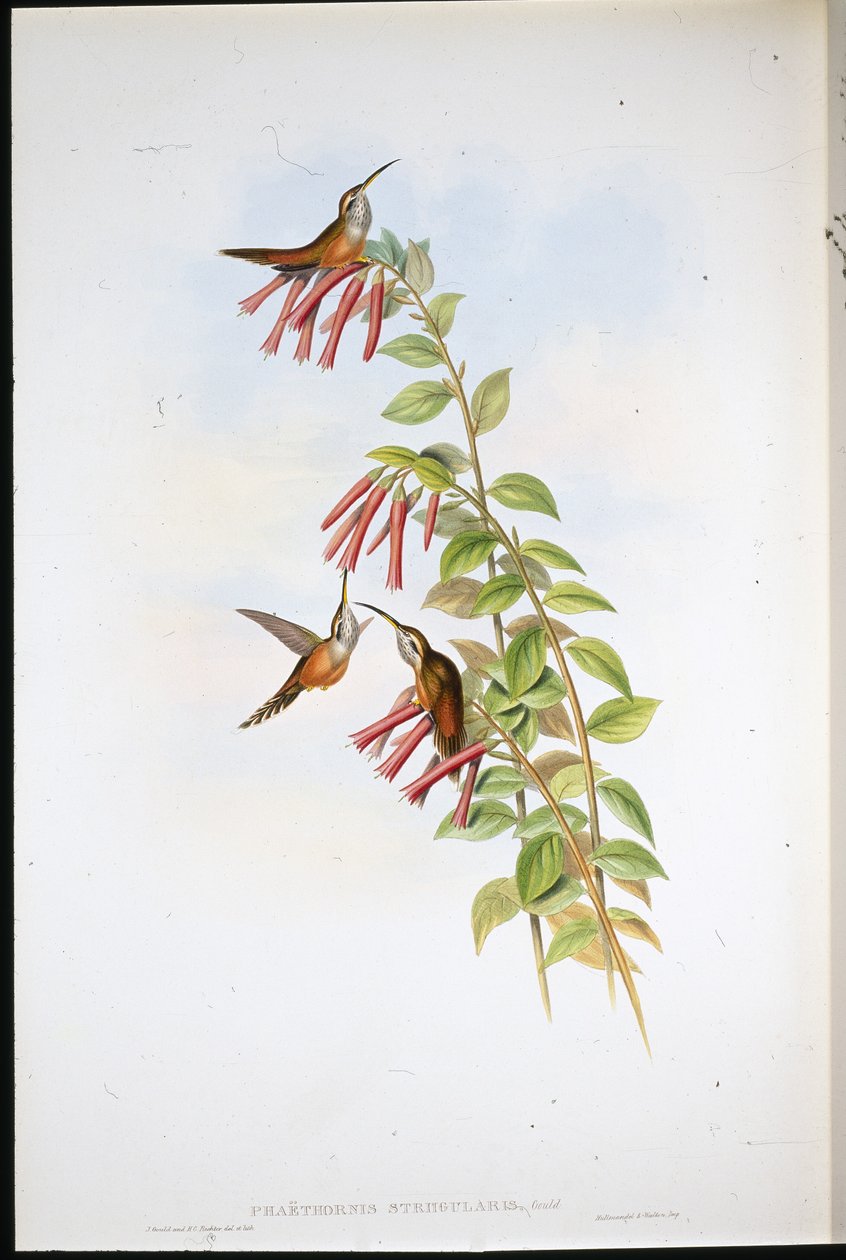 Streifenkehl-Einsiedler (Phaethornis Striigularis) von John (after) Gould
