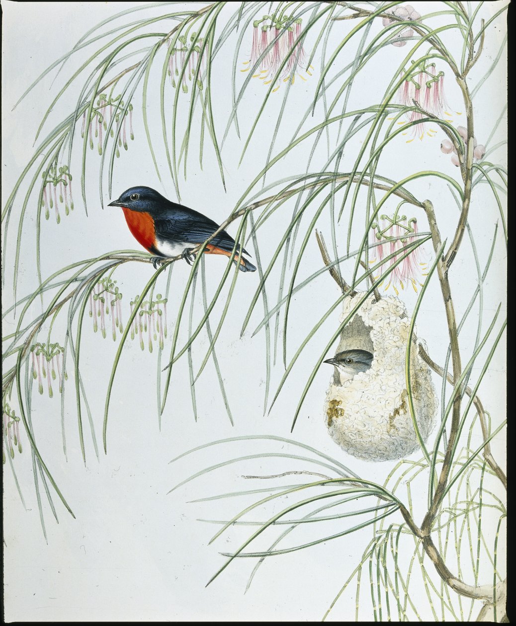 Schwalben-Dicaeum von John (after) Gould