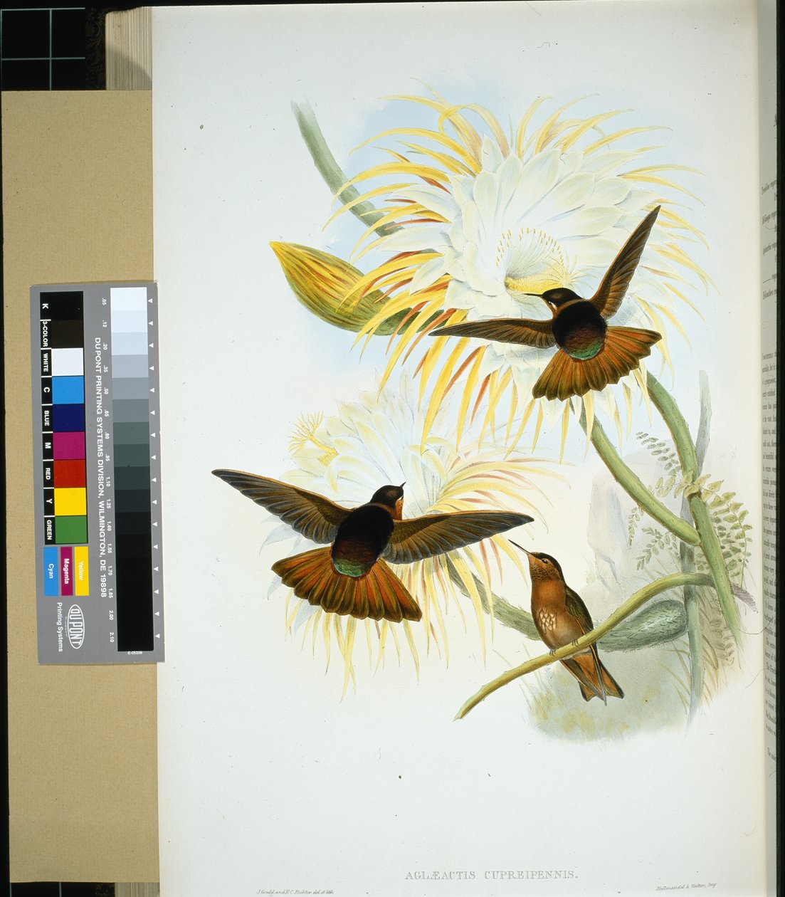 Venezolanische Stenura (panychlora stenura) und (panychlora Russata) von John (after) Gould