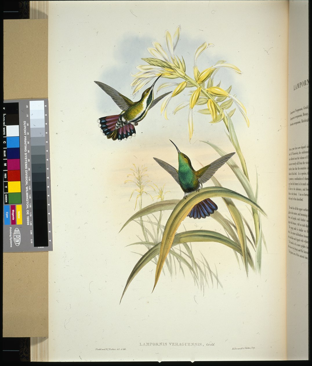 Veraguan Mango (lampornis veraguensis) von John (after) Gould