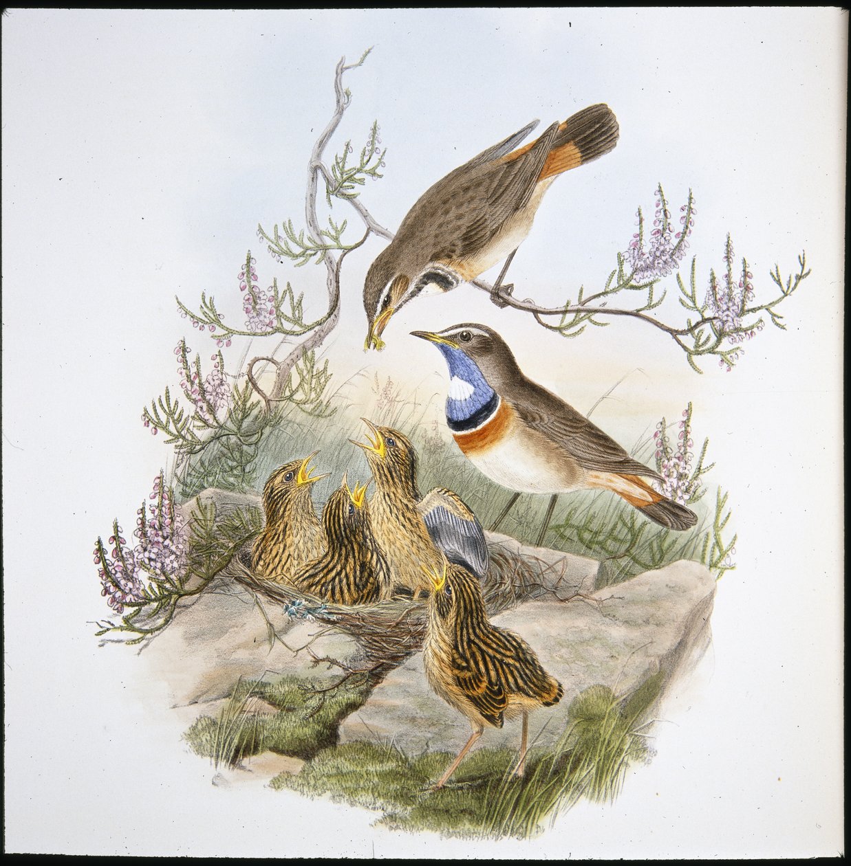 Weißkehl-Blaukehlchen (Cyanecula Leucocyana) von John (after) Gould