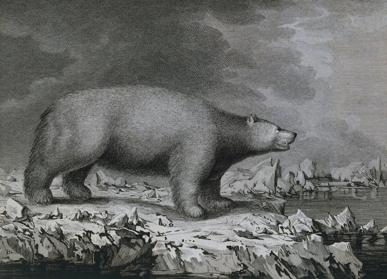 Eisbär, Stich von Peter Mazel nach einer Zeichnung von John Webber während der dritten Reise von James Cook von John (after) Webber