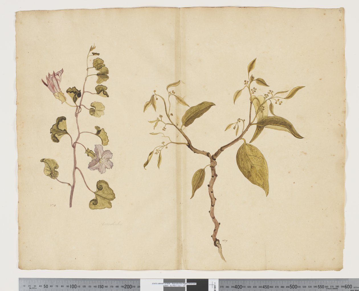 Ipomea Pes; Celtis paniculata von John (attr. to) Doody