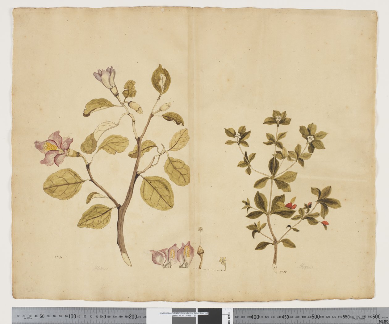Lagunaria Patersonia; Alyxia gynopogon von John (attr. to) Doody