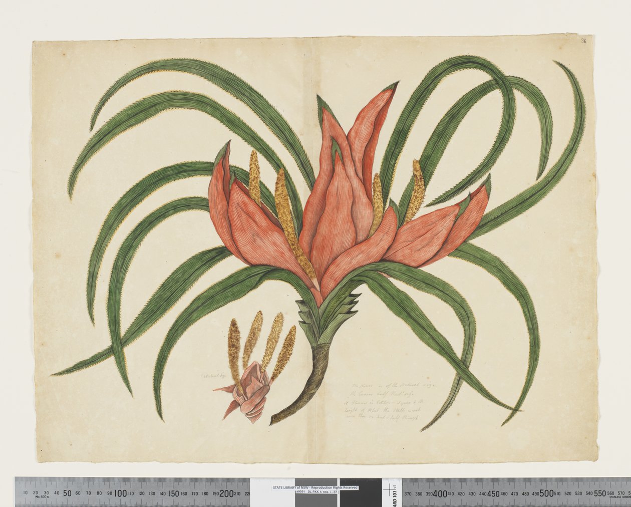 F.36 Freycinetia baueriana, ca. 1790-95 von John (attr. to) Doody